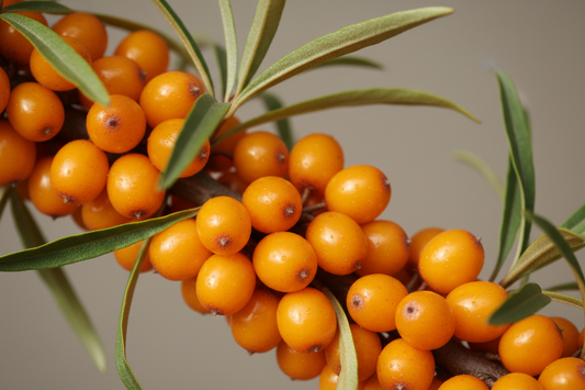Sea Buckthorn: The "Golden Hour" in a Bottle