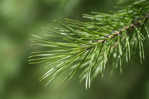 Pine (Pinus sylvestris)